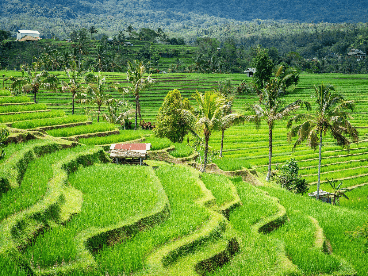 Jatiluwih Rice Field (UNESCO)